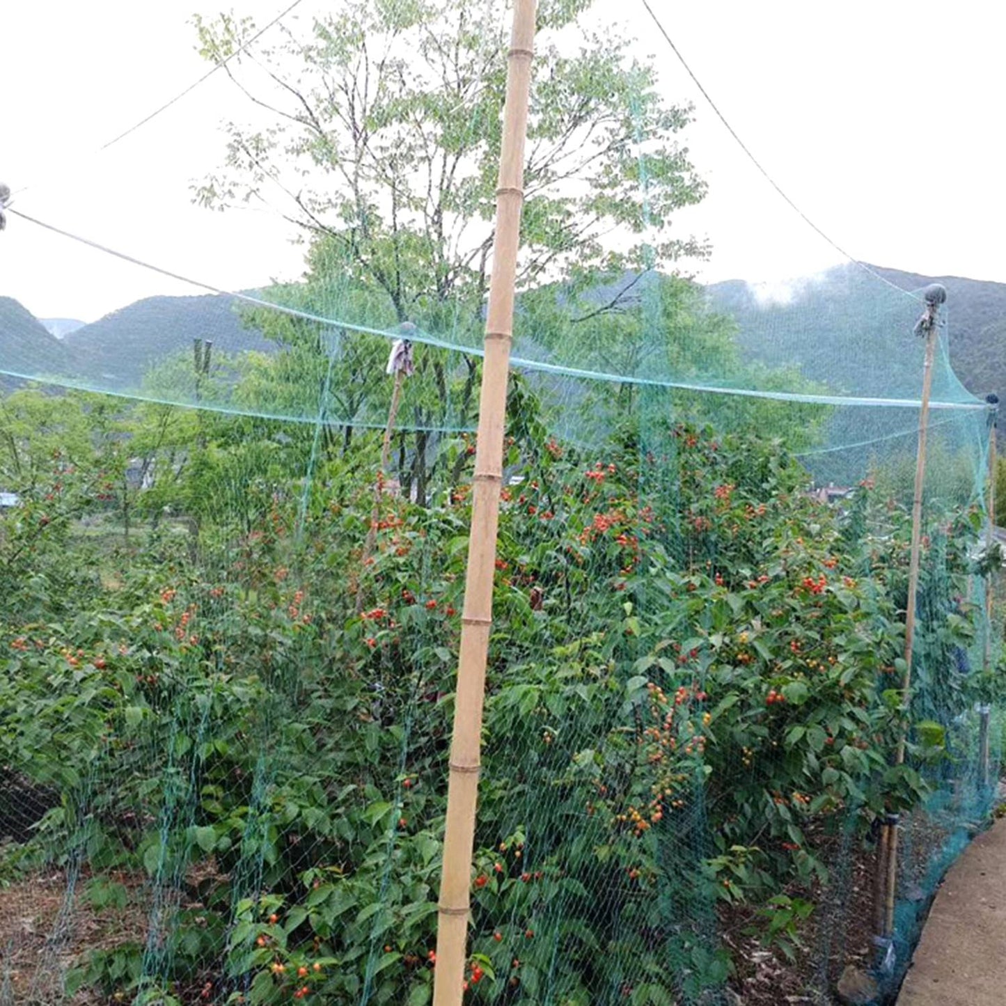13 X 33ft Garden Netting Heavy Duty PE Anti Bird Netting Plants Fruits Tree Vegetables Protection Netting Net